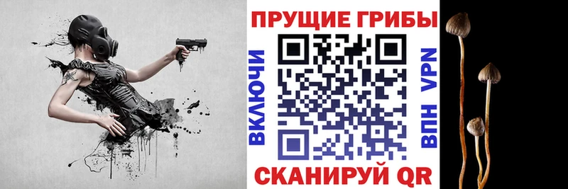 цена   Сурск  OMG ссылка  Галлюциногенные грибы Psilocybine cubensis 